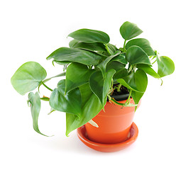 Image showing Houseplant on white background