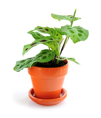 Image showing Houseplant on white background