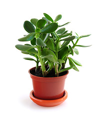 Image showing Houseplant on white background