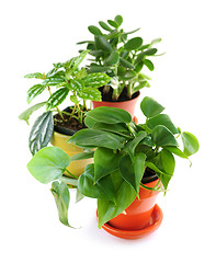 Image showing Assorted houseplants