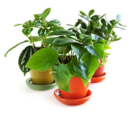 Image showing Assorted houseplants