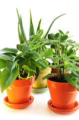 Image showing Assorted houseplants