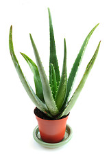 Image showing Aloe plant