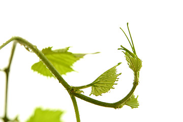 Image showing Grape leaf