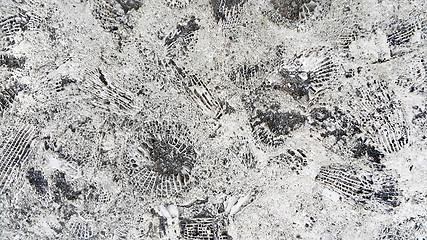 Image showing Stone texture with fossils