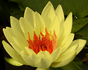 Image showing Water lily