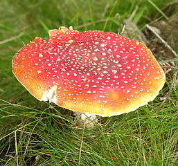 Image showing One big fly agaric on the bottom of the wood