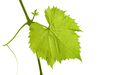 Image showing Grape leaf