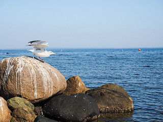 Image showing Seagull leaving rocks at sea into the blue with clear blue sky