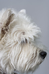 Image showing white terrier