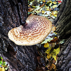 Image showing Autumn mushroom growing on tree trunk