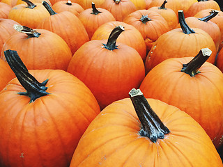 Image showing Big bright orange pumpkins