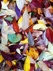 Image showing Colorful autumn leaves in raindrops