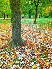 Image showing Autumn park with maple trees