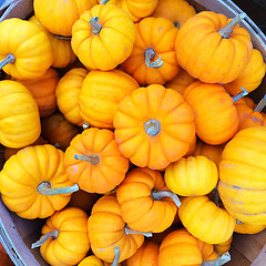 Image showing Orange pumpkins in a basket