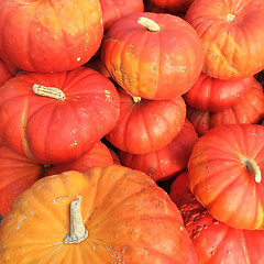 Image showing Cinderella pumpkins variety