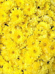 Image showing Yellow chrysanthemums background