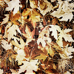 Image showing Dry brown leaves