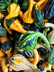 Image showing Green and orange decorative gourds