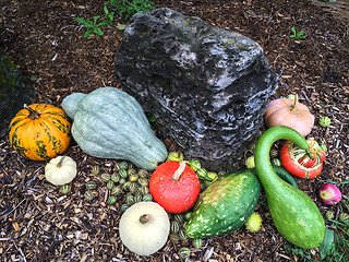 Image showing Garden decorated with colorful autumn vegetables