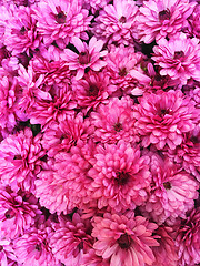 Image showing Purple chrysanthemums background