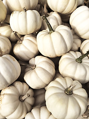 Image showing White Baby Boo pumpkins