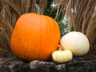 Image showing Pumpkins decorating a garden