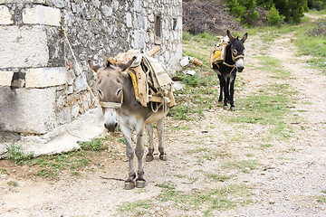 Image showing Two donkeys