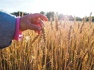 Image showing Child touchin wheat grain on a field at close up at daylight