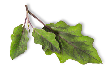 Image showing Several green leaves of eggplant