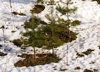 Image showing trees   in winter