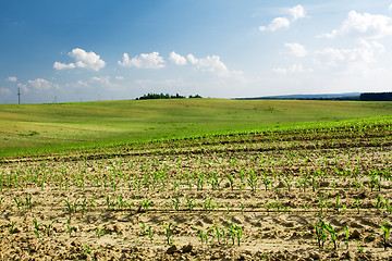 Image showing  green unripe grains