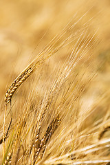 Image showing mature wheat  