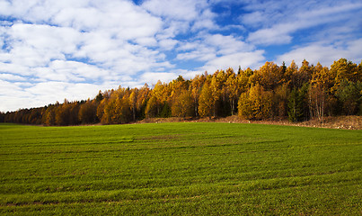 Image showing the autumn wood 