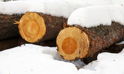 Image showing the cut trees  