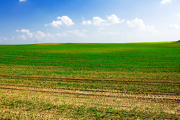 Image showing  green unripe grains