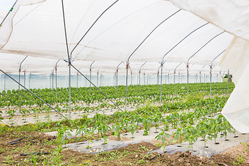 Image showing  Bio tomatoes growing in the greenhouse.