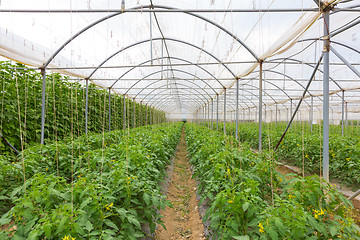 Image showing  Bio tomatoes growing in the greenhouse.