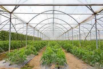 Image showing  Bio tomatoes growing in the greenhouse.