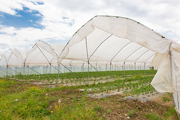 Image showing  Bio tomatoes growing in the greenhouse.