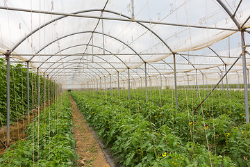 Image showing  Bio tomatoes growing in the greenhouse.