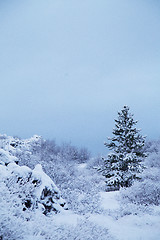 Image showing Middle of winter
