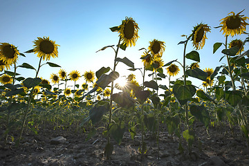 Image showing backlit sunflowers