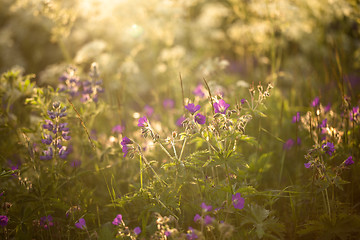 Image showing wildflowers in summer