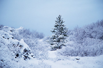 Image showing Winter scene