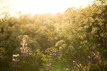 Image showing Wild flowers in summer