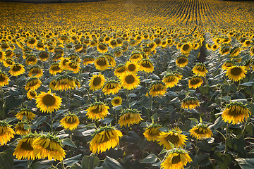 Image showing Growing crops