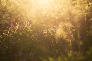 Image showing Summer meadow