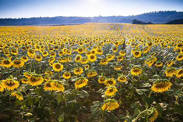 Image showing Yellow flowers