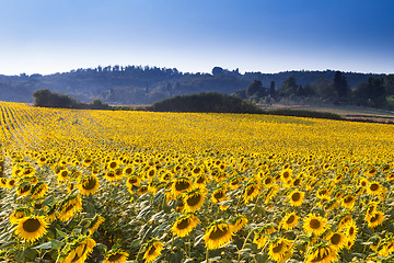 Image showing summer crops